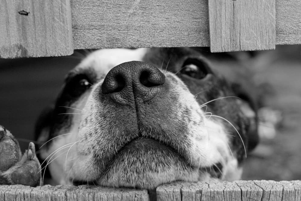 Fort Bend County Animal Services wins $50K BIPOC-led organization grant
