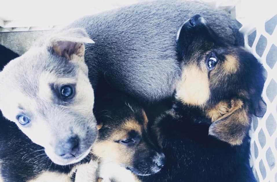 Bexar County seeks pet adopters or fosters at May 14 event