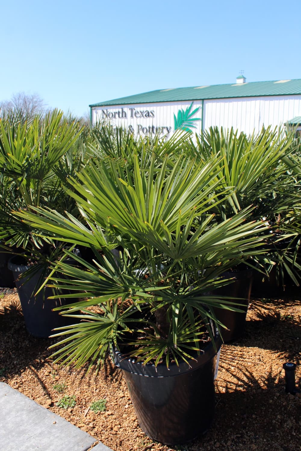 Windmill palm: $250 (Karen Chaney/Community Impact Newspaper)