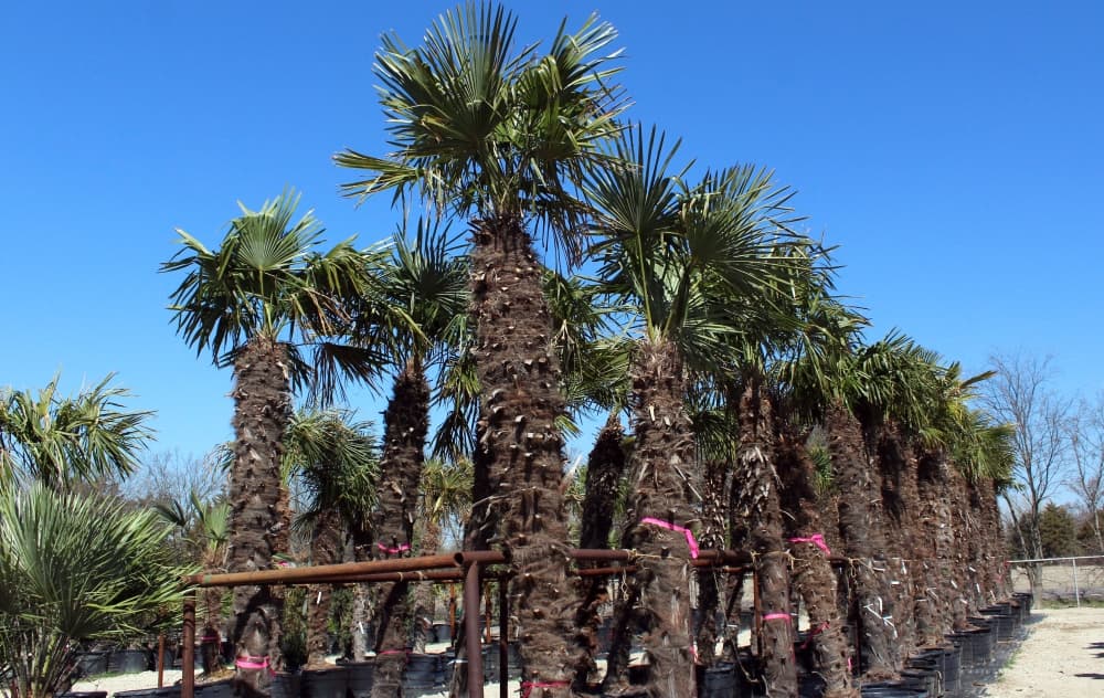 The business carries five types of palm trees. (Karen Chaney/Community Impact Newspaper)