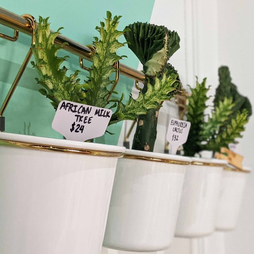 New Origin Shop will host a beginner-level workshop on plant propagation at the end of May. (Courtesy Giant Noise Media)