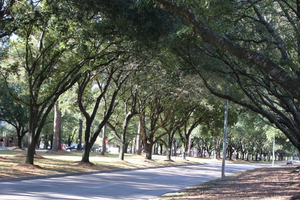 Conroe City Council refers vegetation ordinance to committee