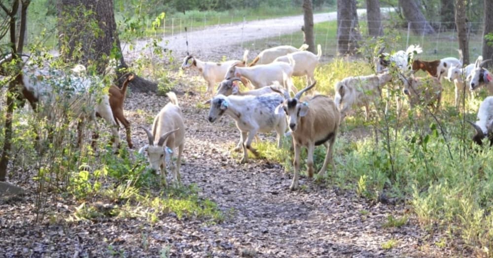 Goats now ‘mowing’ overgrowth at San Antonio’s Brackenridge Park