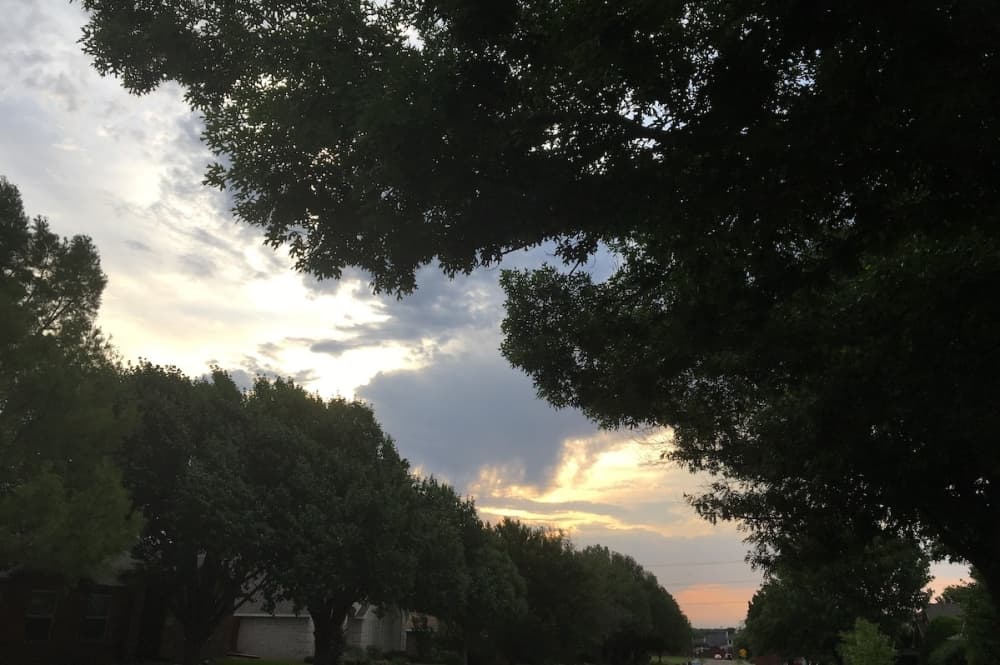 City announces launch of Fort Worth Urban Forestry Master Plan