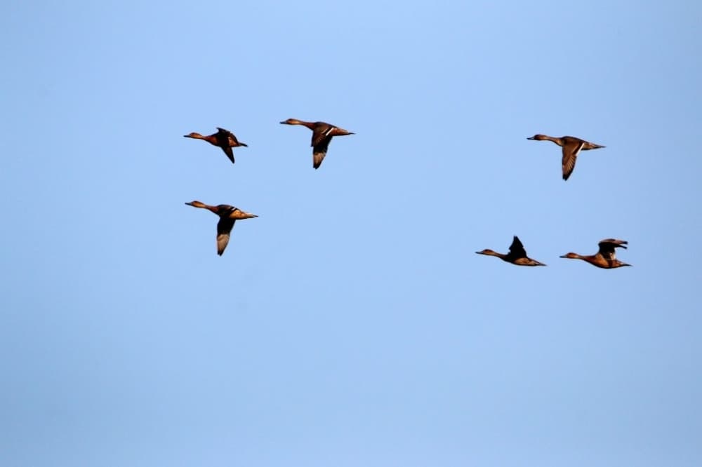Georgetown sees industrial growth & the Hill Country cuts the lights for bird migration season