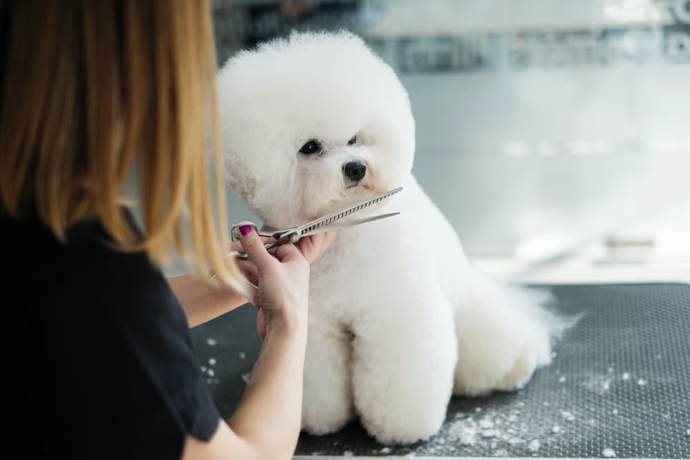 Pet Supplies Plus opening at Medallion Center in Dallas