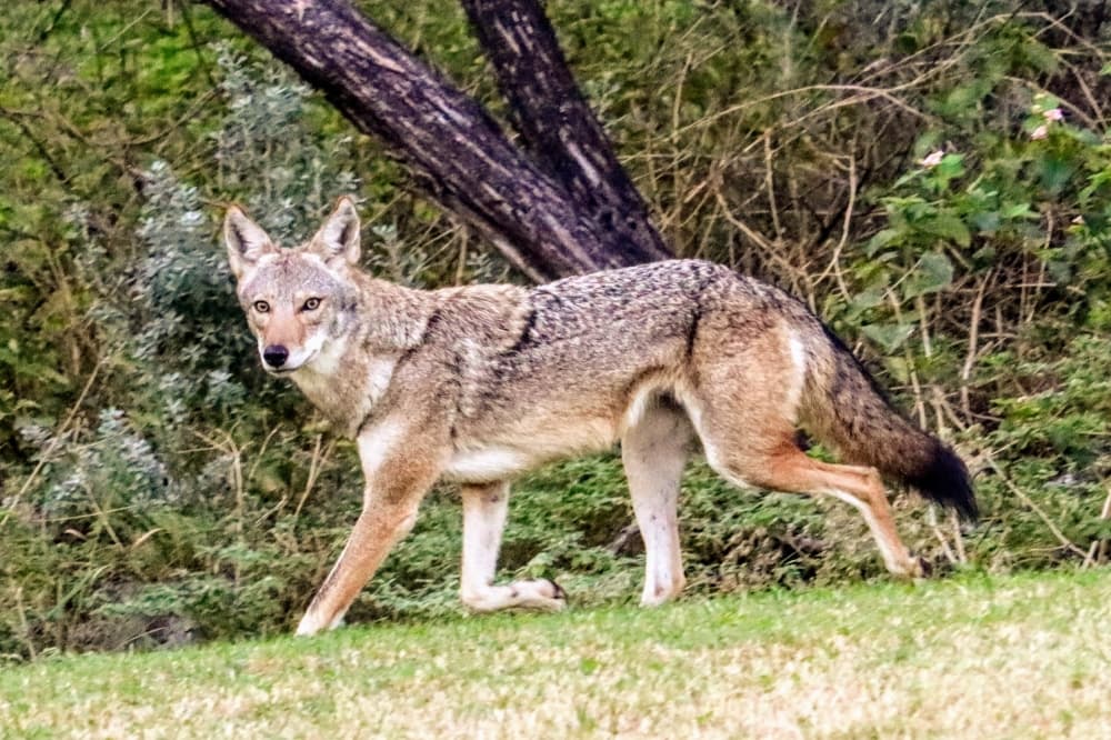 Randall Davis won the Wildlife category with Coyote, taken near Rebel Park in October 2021. (Courtesy city of Lakeway Arts Committee)