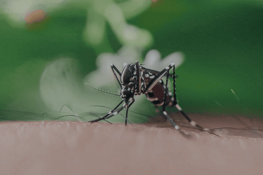 Mosquito spraying begins with positive West Nile test samples in Montgomery County Precinct 3