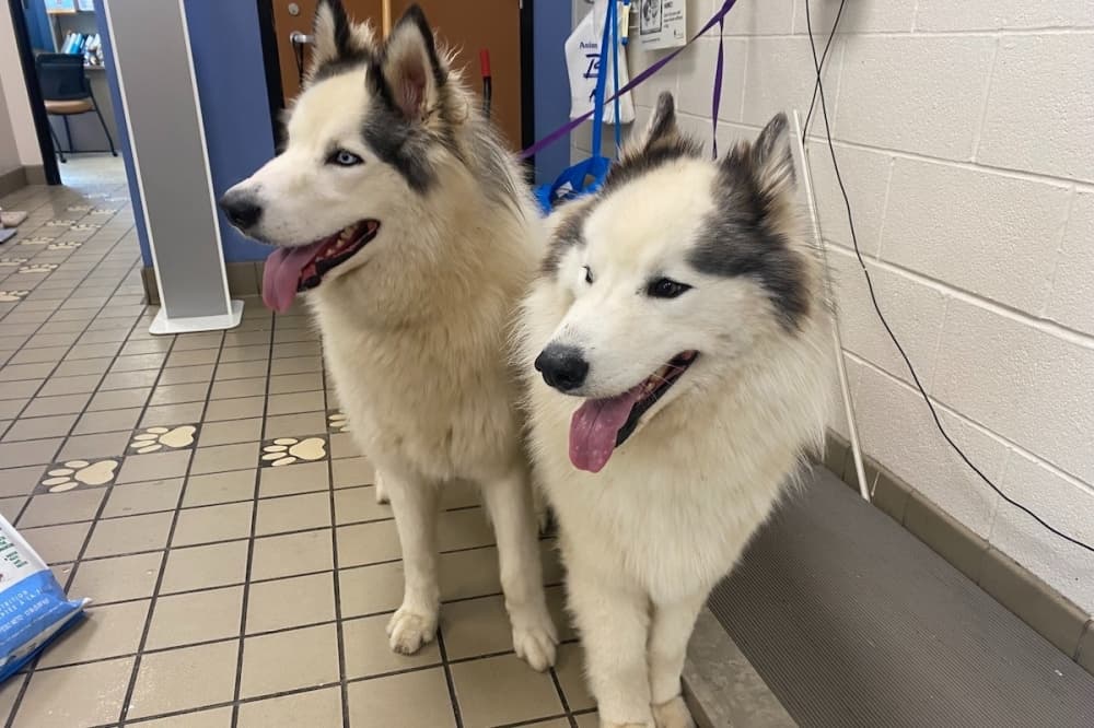 Renovations at Richardson Animal Shelter will improve dog kennels