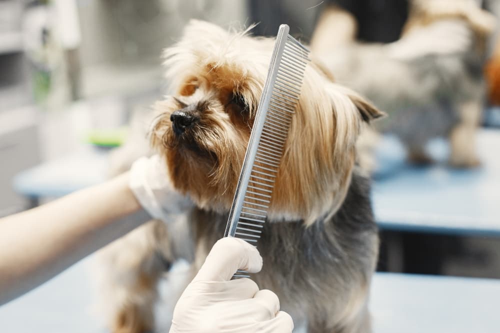 Bubbly Paws estimates early 2023 opening for new Kingwood location