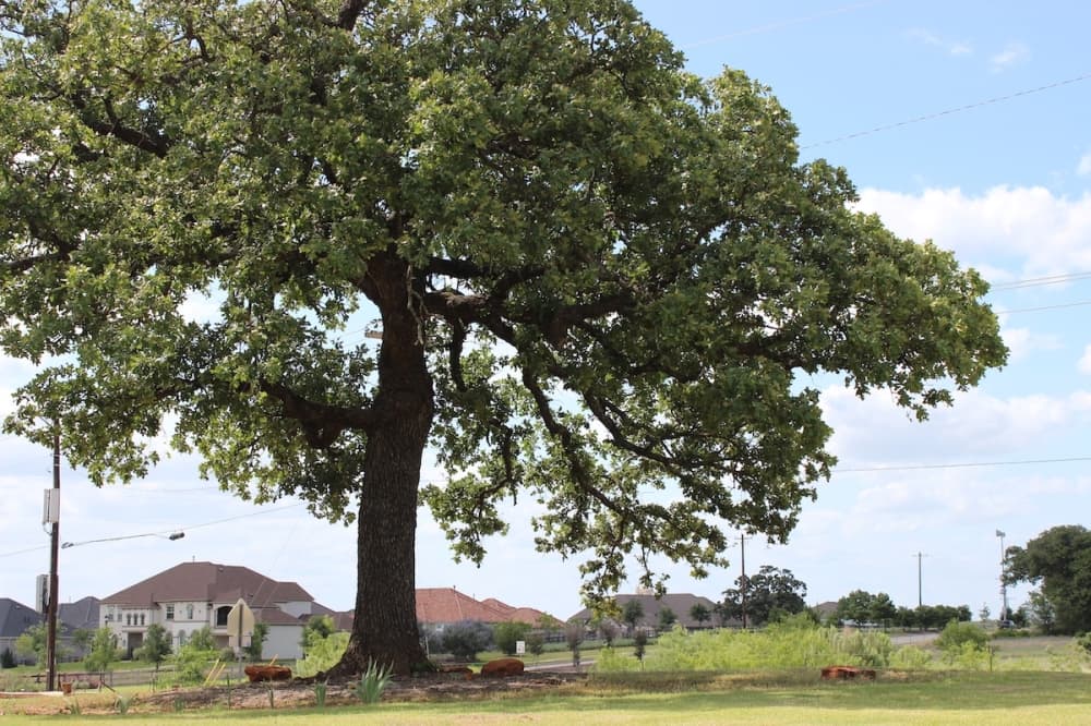Flower Mound officials look at zoning changes