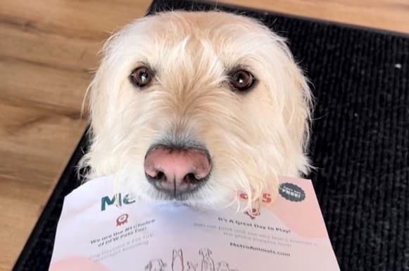Metro Animals offering dog day care, grooming services in Plano