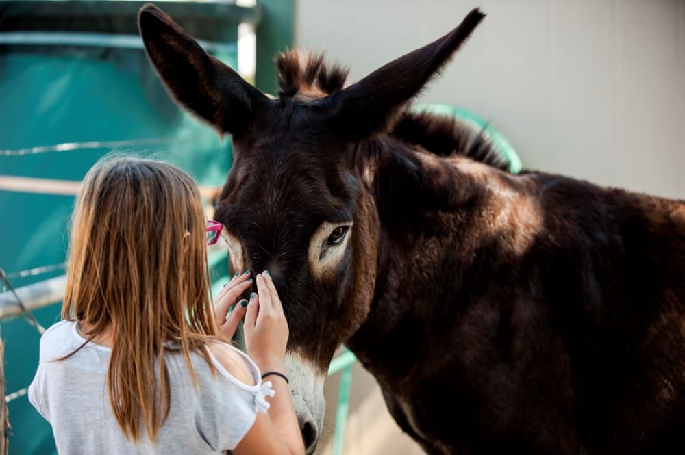 The ranch also has a horse and donkey. (Courtesy Candlelight Ranch)