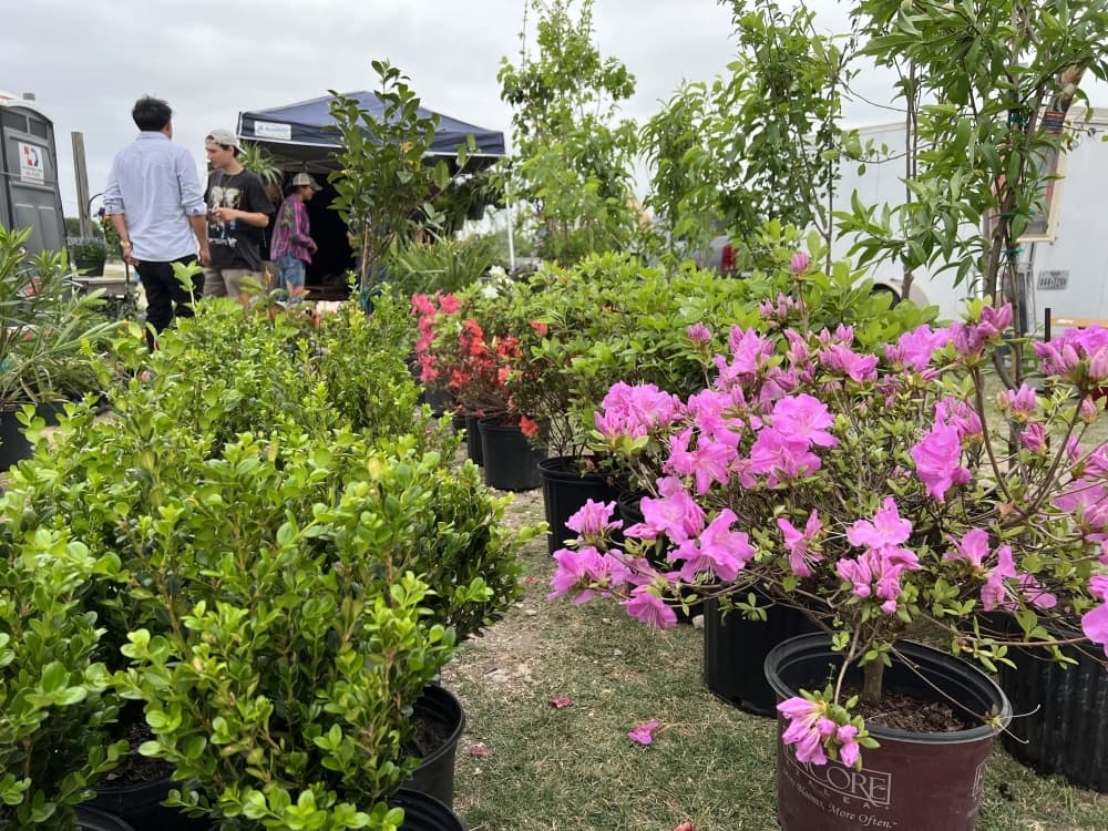 
A vendor sells a variety of plants and flowers at a booth outside.