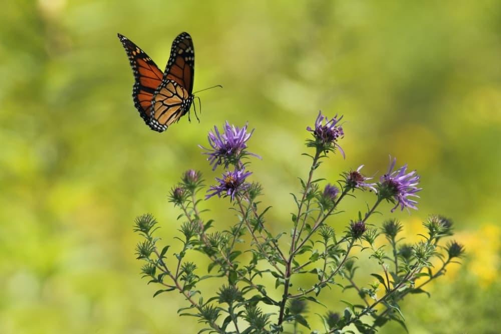 ‘The state's highest environmental honor’: Texas Environmental Excellence Awards return for 30th year