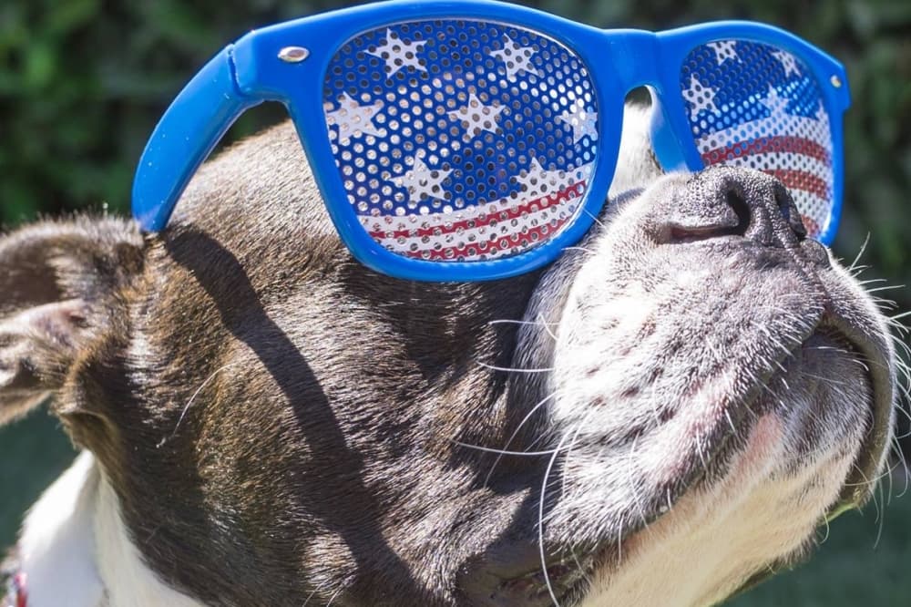 City of San Antonio reminds residents to keep their pets safe over Fourth of July