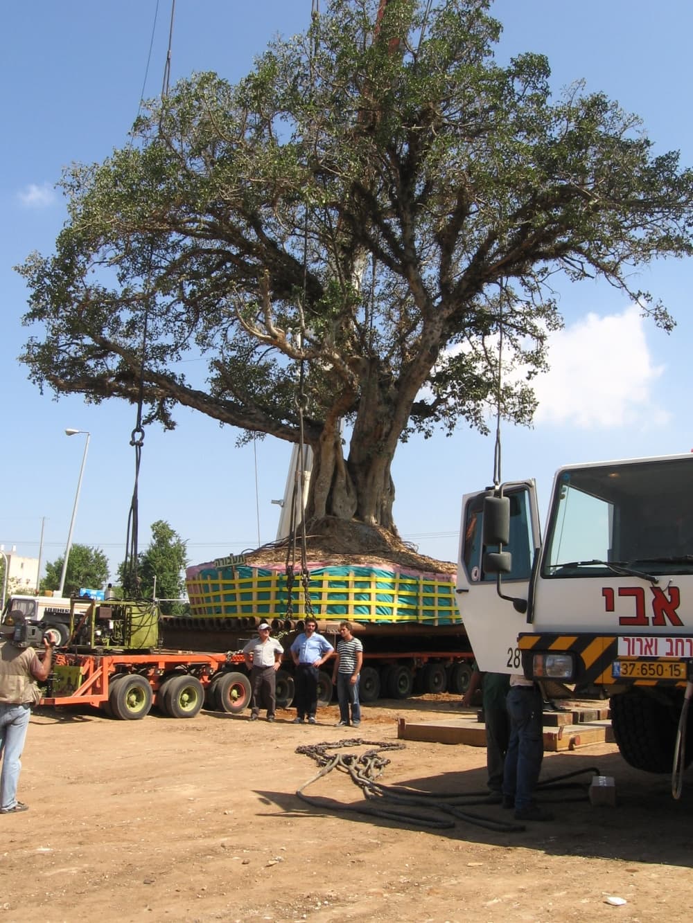 The business relocated a hundred-year-old tree in Tel Aviv, Israel, in 2006. (Courtesy Environmental Design)