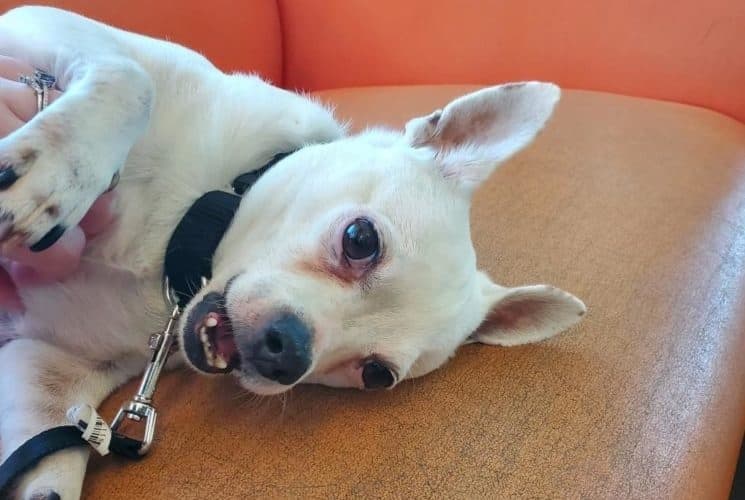 5 animal shelters collaborate for Keep Austin’s Dogs Weird adoption event