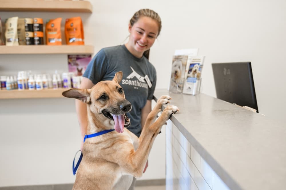 Dog care franchise Scenthound coming to Meyerland area