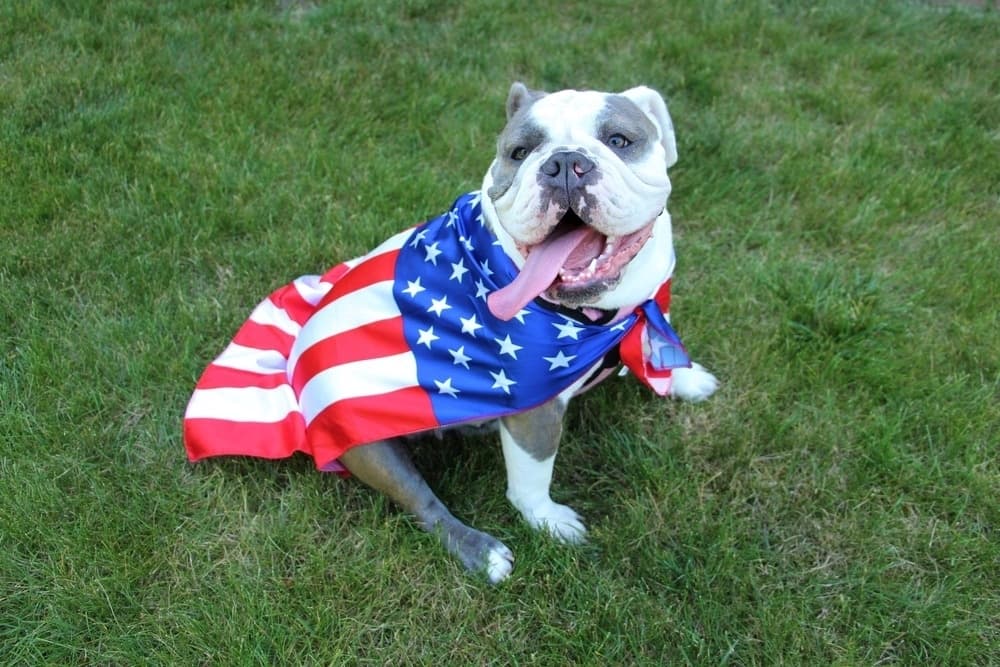 City of Plano lists several tips to help residents find lost pets after holiday weekend