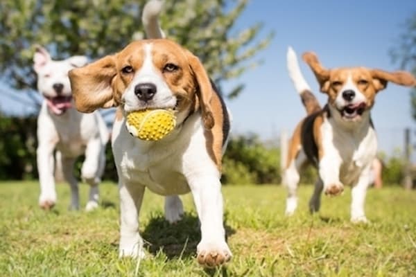 Harris County Pets to waive adoption fees July 11-31 through Bissell Pet Foundation sponsorship