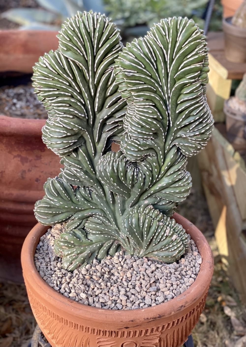Crested Mexican Fence Post (Courtesy OG Agave)