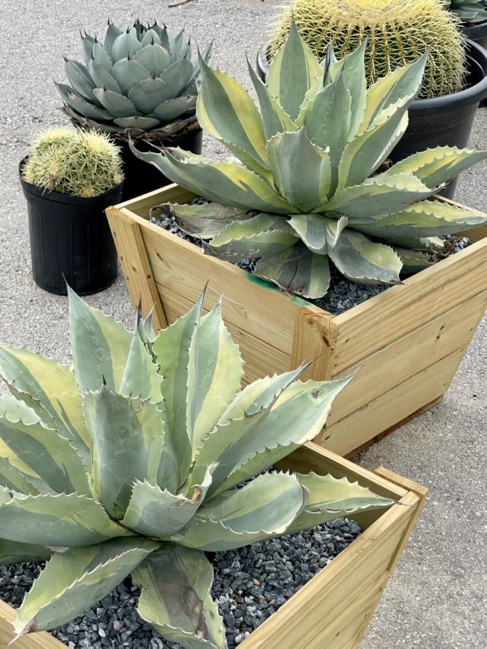 Orca Agave Whale's Tongue (Courtesy OG Agave)