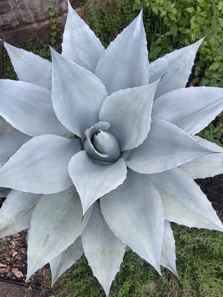 Frosty Blue Agave Whale's Tongue (Courtesy OG Agave)
