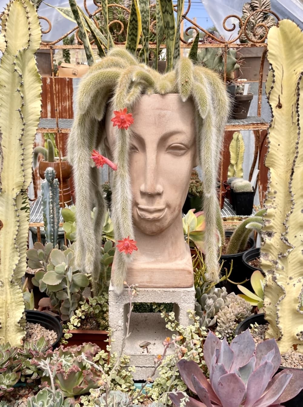 Monkey Tail Cactus (Courtesy OG Agave)