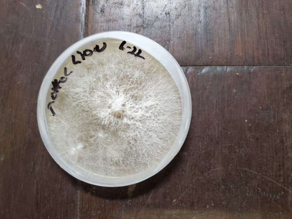 Mushrooms at the Lone Star Mushrooms farm start out as spores in petri dishes that develop into mycelium roots. (Courtesy Michael Frederick)