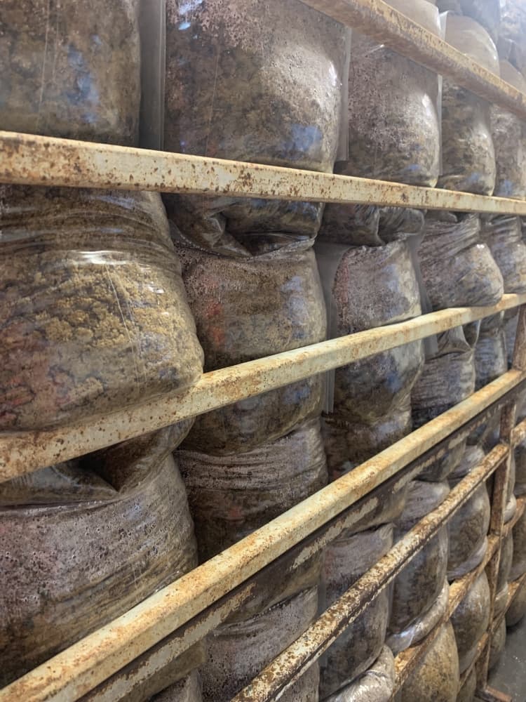 The mycelium roots are combined with wood pellets to take over the pellets and create grain spawn that is sterilized with a steam bath. (Kayli Thompson/Community Impact Newspaper)