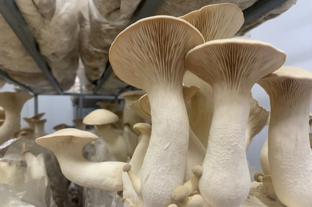 Tomball mushroom farm Lone Star Mushrooms continues outgrowing space