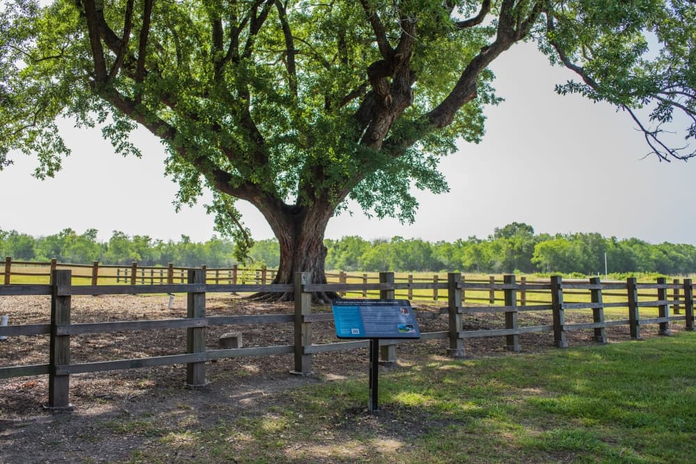 League City recognizes 10-year anniversary of Ghirardi oak tree relocation