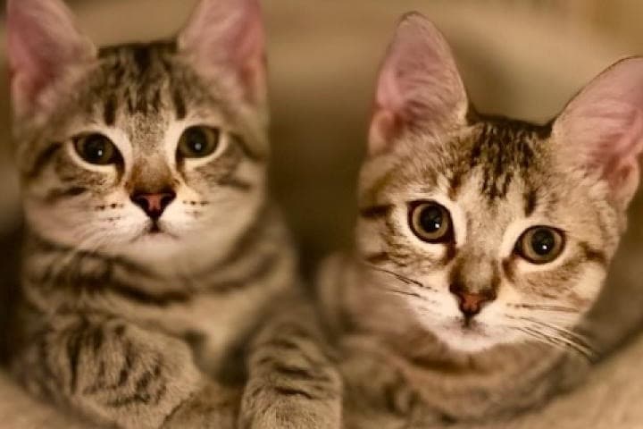 Nonprofit Houston Pets Alive! to begin offering low-cost vet services in August