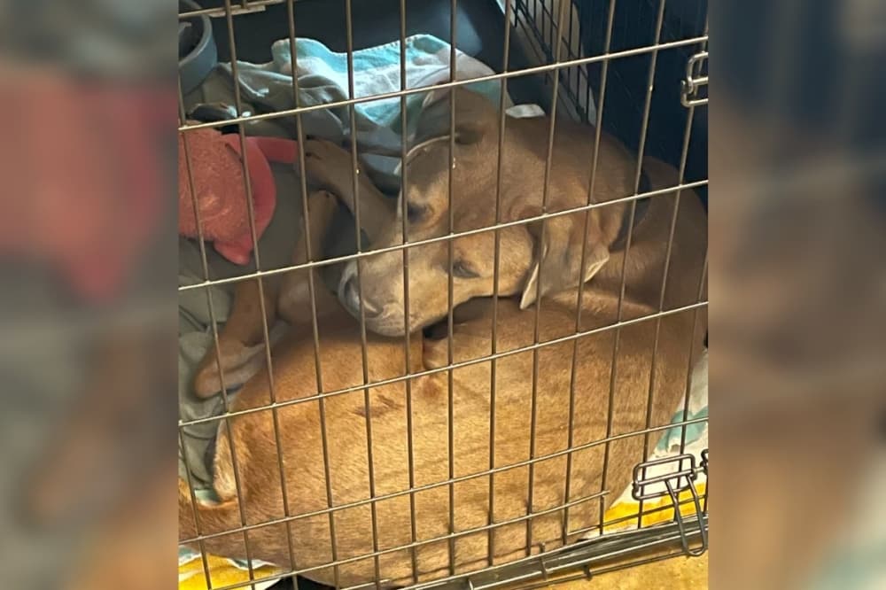 Over 40 dogs surrendered amid Austin Animal Center’s capacity problem