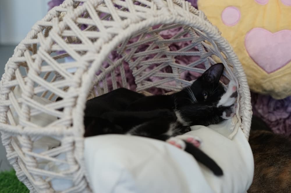 Purrfecto Cat Lounge now open in Austin