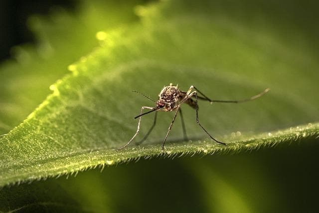 West Nile virus identified in Travis County