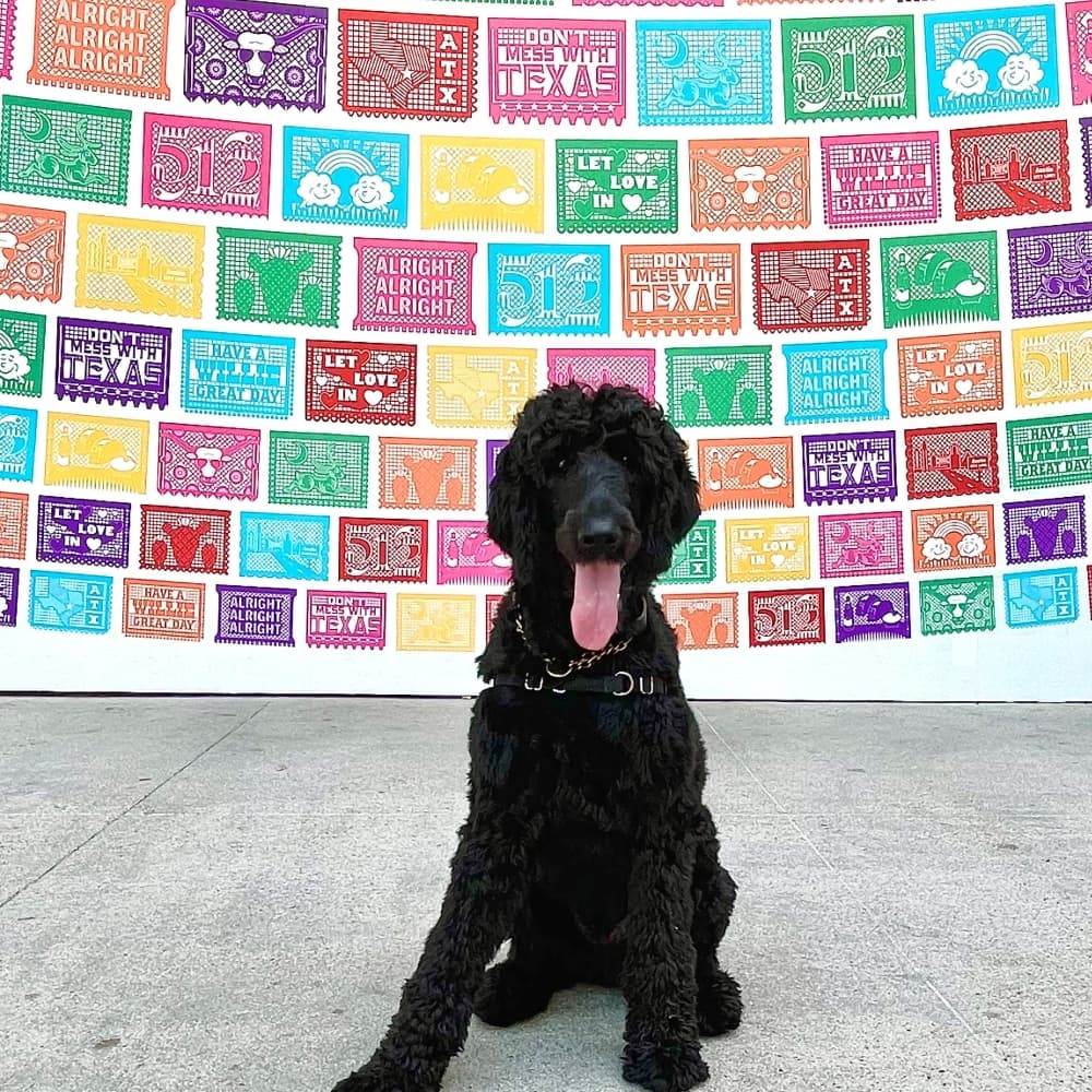 Dog in front of a wall