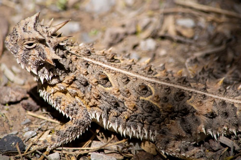 Texas horned lizards moved to Pearland in effort to increase native population