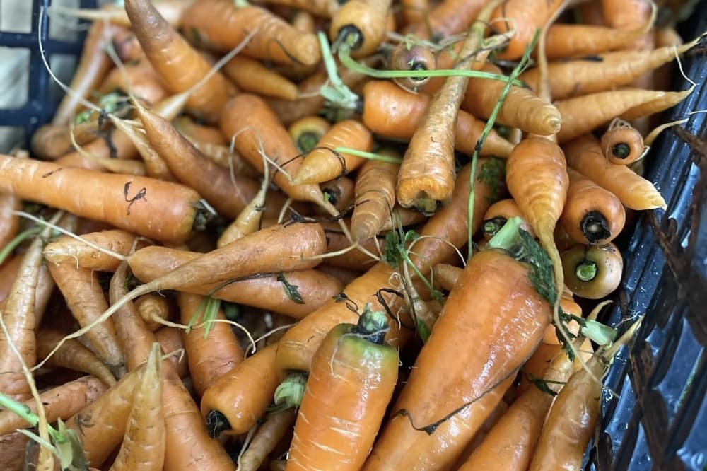Twisted T Farm Store opens in Willis