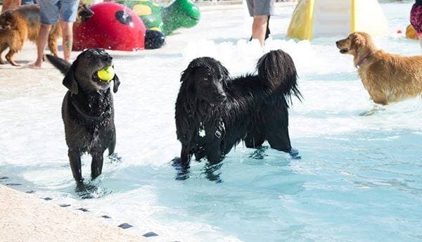 Georgetown to host fifth annual K-9 Kerplunk event