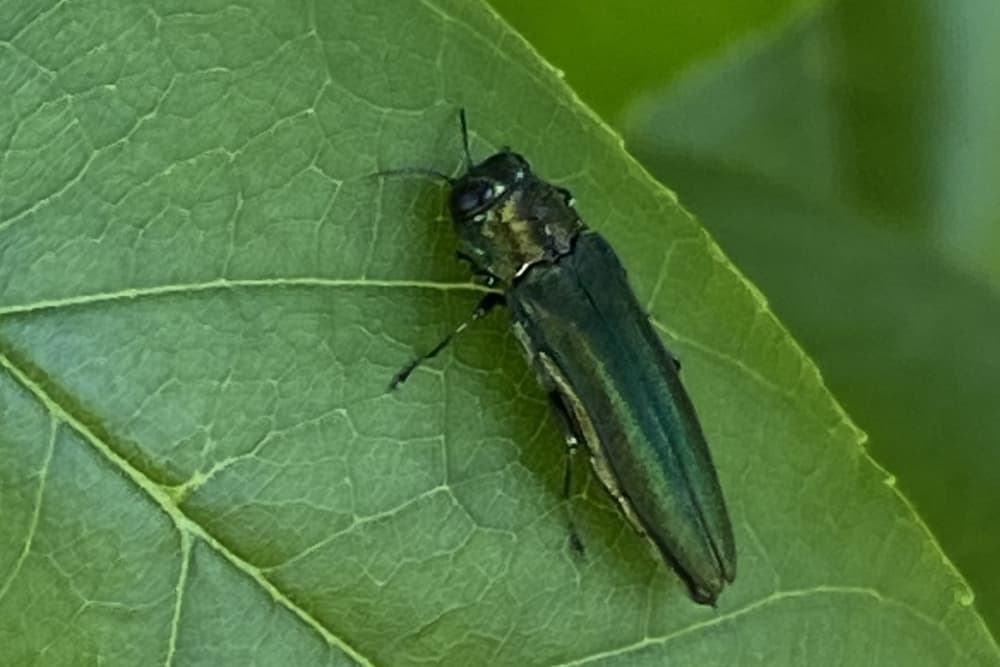 Invasive beetle destroying ash trees at Fort Worth Nature Center and Refuge