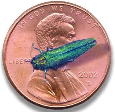 The emerald ash borer is about ⅜ of an inch to ½ of an inch in length. (Courtesy Texas A&M Forest Service)