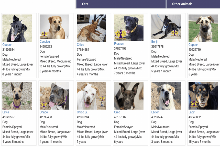 Williamson County animal shelter issues call to action from community due to critical capacity