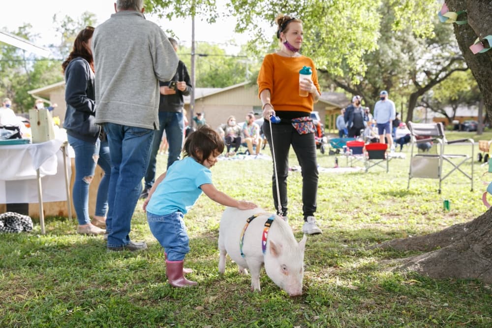 Child petting a pig on a leash