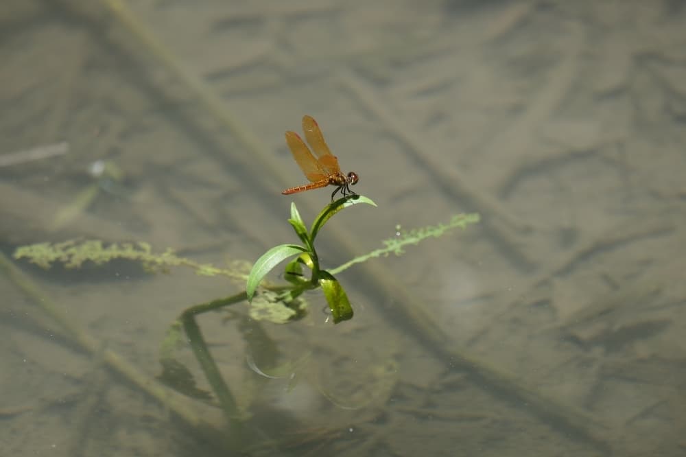 The slough amberwing, a dragonfly rare to the Houston area, perches itself above the Cypress Pond at the Bellaire center. 