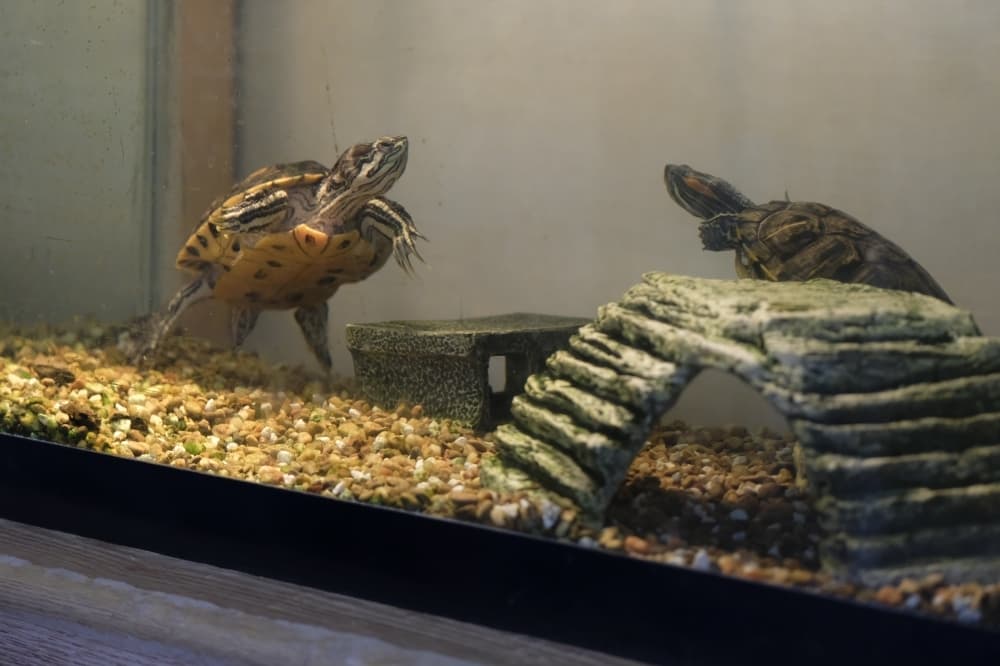The native red-eared slider (left) and the nonnative Florida yellowbelly slider (right) are two of the center’s reptilian additions.