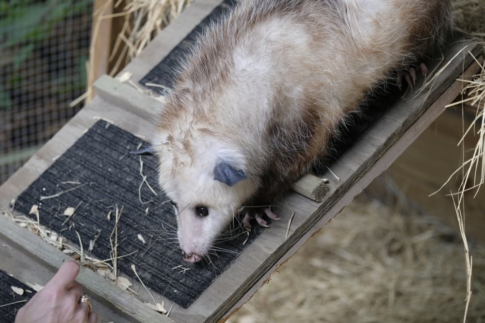Bellaire nonprofit seeks to preserve wildlife within urban jungle