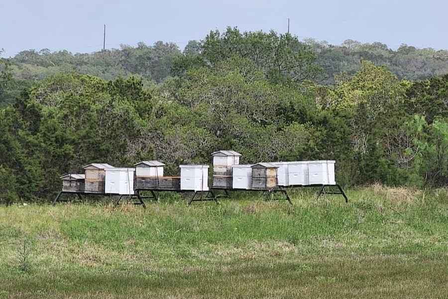 A remote part of JW Marriott San Antonio Hill Country Resort and Spa’s 600-acre property is home to beehives where honey is being used as an ingredient in Freetail Brewing Co.’s new Hill Country Honey Blonde beer, which is available at Freetail’s two San Antonio locations and will be available at the North Side resort beginning Aug. 31. (Courtesy JW Marriott San Antonio Hill Country Resort and Spa)