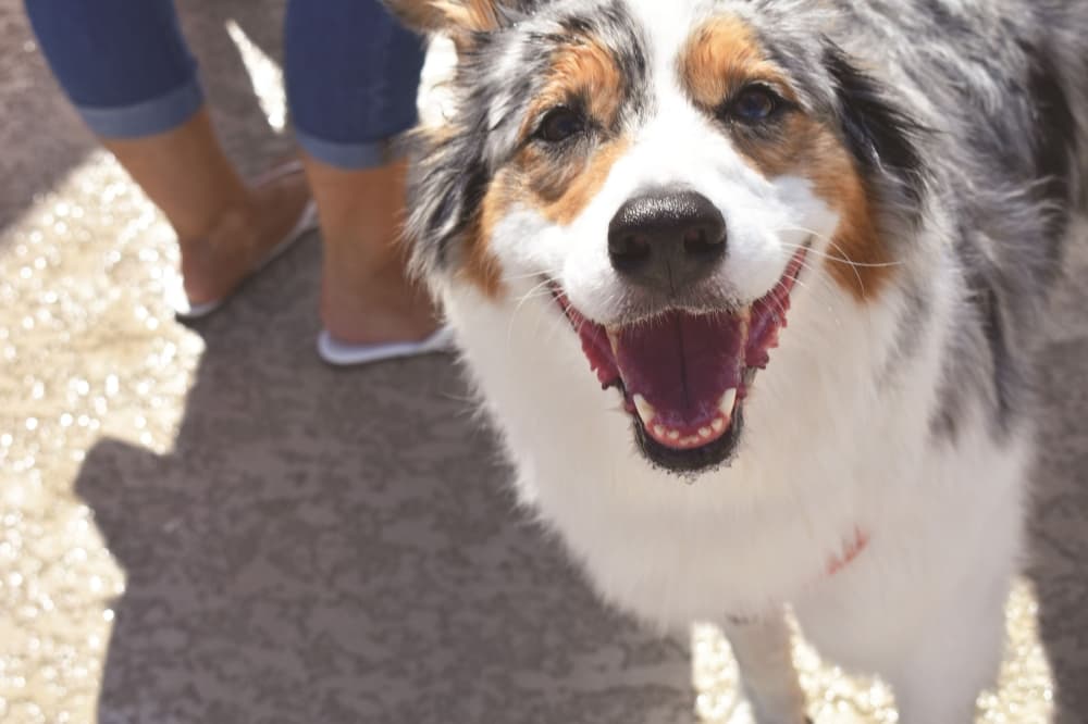 Here are things to do in Lewisville, Flower Mound and Highland Village